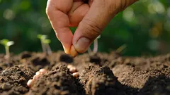 Wat zaaien in februari: experts noemen 6 soorten bloemen- en groentezaden