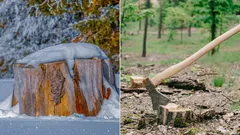 Waarom je stronken niet in de grond mag laten zitten: 4 manieren om ze makkelijk te verwijderen