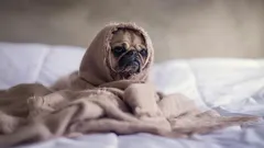 Huisdieren kunnen last hebben van de ‘winterdip’: zo houd je ze én jezelf bezig