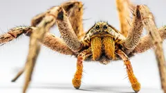 Hoeveel spinnen wonen er eigenlijk in jouw huis?