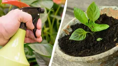 Waarom ervaren tuinders zaailingen met melk besproeien: dit is het nut ervan